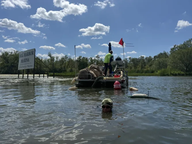 Lake getting higher marks as elodea fades from 2025 levels